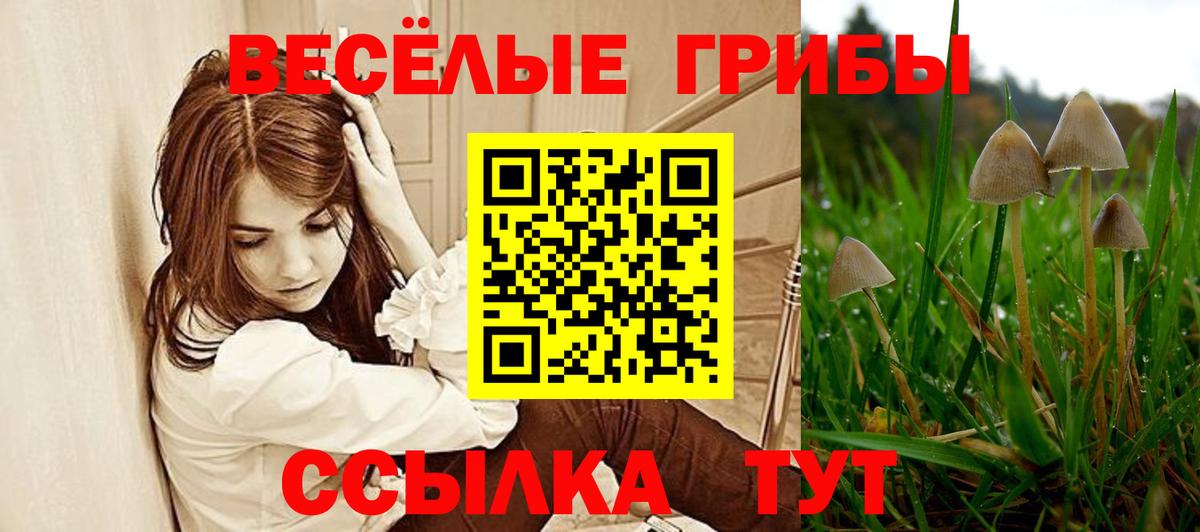 где можно купить наркотик  Вход с VPN  Псилоцибиновые грибы GOLDEN TEACHER  Красногорск  Псилоцибиновые грибы Psilocybe 